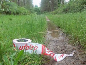 trail asperge